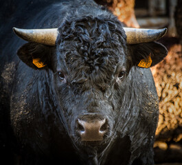 cow-bull photo