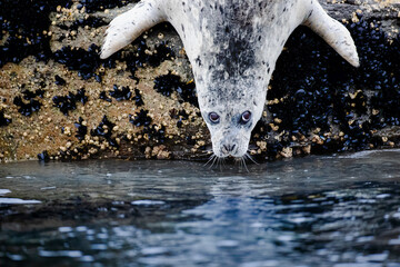 Harbor seal heading into water