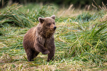 Fototapeta premium Grizzly cub