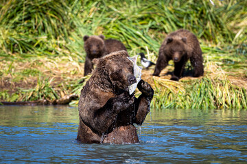 Grizzly mother feeds on salmon while cubs look on