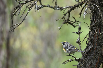 A yellow-rumped warbler sits on a spruce branch