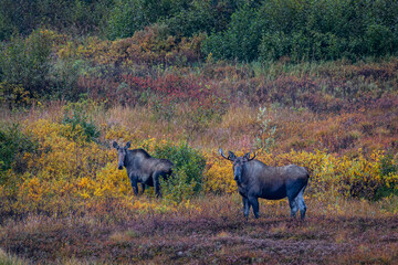Fototapeta na wymiar Moose in Denali foliage