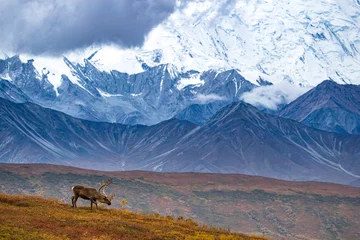 Foto auf Acrylglas Denali Caribou in Alaskan Range