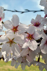 The beauty of sakura Japan 