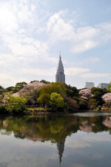 Fototapeta na wymiar The beauty of sakura Japan 