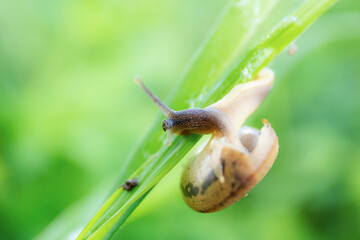 Snail on grass in field.