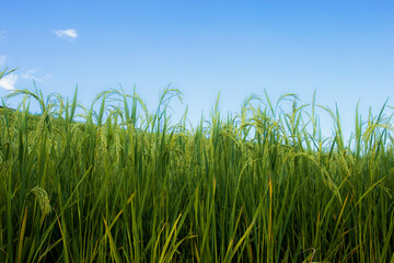 Rice fields with blue sky.