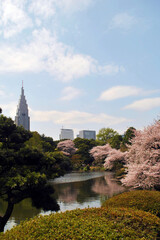 Fototapeta premium The beauty of sakura Japan 