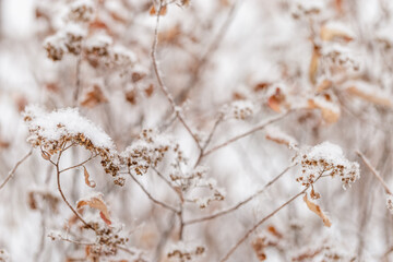 Beautiful winter plant, frozen grass in frost day. Natural environment. Seasons, ecology, botany natural background.