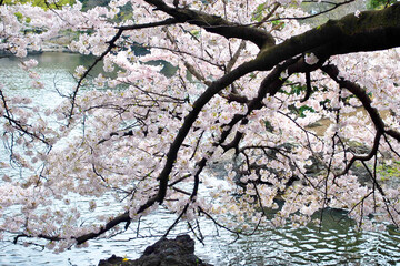 Obraz na płótnie Canvas The beauty of sakura Japan 