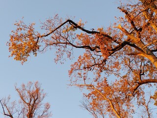 Rami rossi autunnali