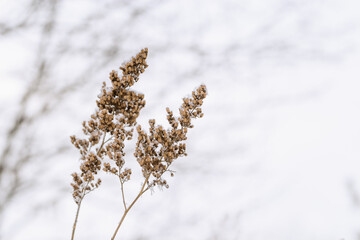 Forest dry plants, grass covered hoarfrost, close-up. Natural landscape, snowy winter. Discreet background for computers, phones, and websites.