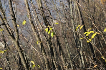 Tree branches isolated