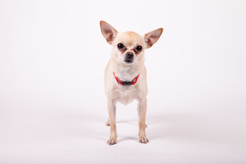 Chihuahua standing on a white background