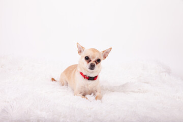Chihuahua on a white blanket