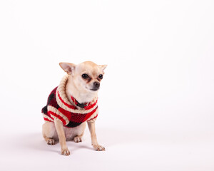 Cheeky Chihuahua in a sweater