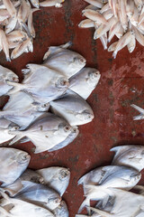 Fresh fish on display at seafood market in Fort Kochi, India.