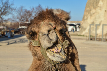 camel head close-up photo