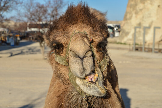 camel head close-up photo