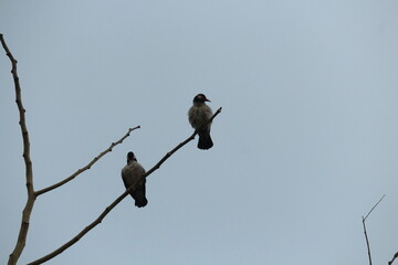 birds on a branch