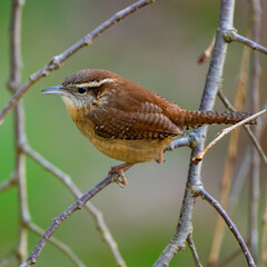 Carolina Wren perched on a thin branch