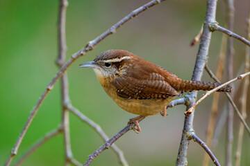 Carolina Wren perched on a thin branch