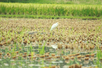 white heron in the natural field