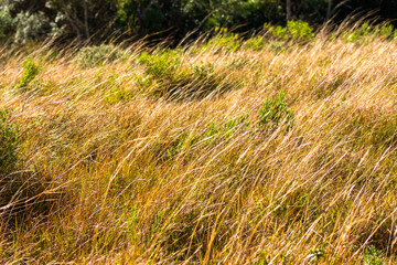 grass in the wind