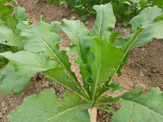 Naturally Grown Fresh Radish Plant . Fresh vegetable marrow growing in the garden