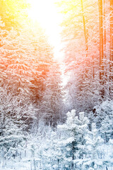 Picturesque image of a fir tree. Frosty day, calm winter scene. Great view of the wilderness.