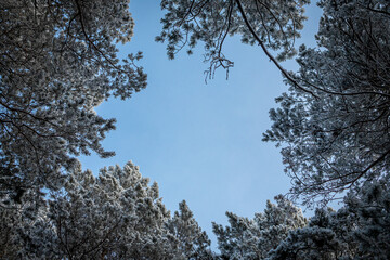 Frozen winter forest in the fog. Close up of a snow-covered pine  on a background of a white winter sky, soft focus. Beautiful magic forest