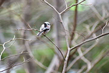 枯れ枝に止まるシマエナガ