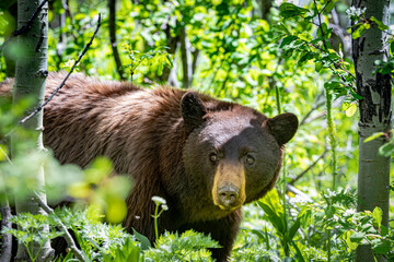 Black bear