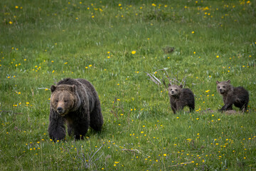 Grizzly mom and cubs (399) © Dennis