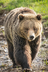 Obraz na płótnie Canvas Grizzly bear close-up