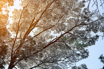 Frozen winter forest in the fog. Close up of a snow-covered pine  on a background of a white winter sky, soft focus. Beautiful magic forest