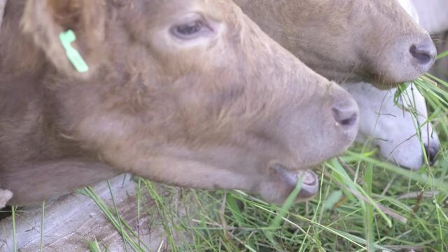 4k slow motion, close up, Farm cowshed with meat cow eating fresh grass
