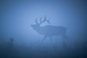 Elk silhouette