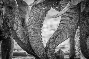 Elephant trunk abstract