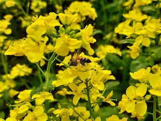 yellow flowers in spring