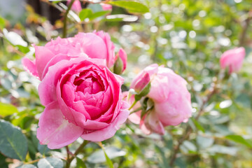 Pink rose in pastel tone after rain in the garden with blurred background