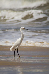 great white heron
