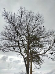 A tree in winter season.  A tree waiting for the rain. A tree in cloudy weather