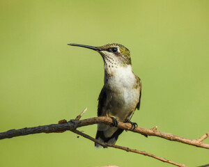 Hummer on a Branch