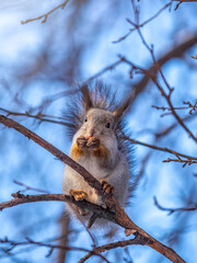 The squirrel sits on a branches in the winter or autumn on blue sky background