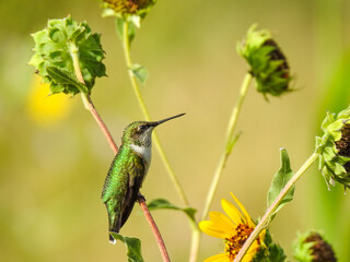 Hummingbird on a Sunflower