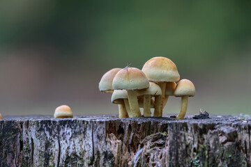 Clustered woodlover mushrooms (Hypholoma fasciculare) grow from a stump, a fly sits on one of the...
