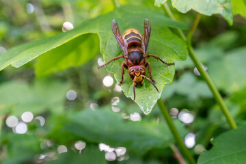 European hornet (Vespa crabro) front view