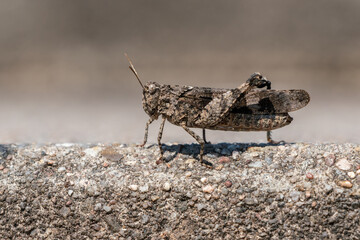 Blue-winged grasshopper (Oedipoda caerulescens) a master of disguise