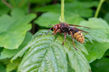 European hornet (Vespa crabro) side view